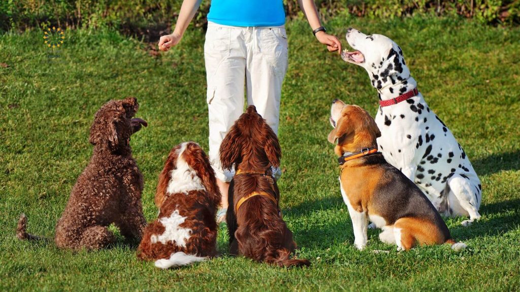 Do-Muslims-Hate-Dogs-The-Misunderstood-Story-of-Purity