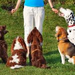 Do-Muslims-Hate-Dogs-The-Misunderstood-Story-of-Purity