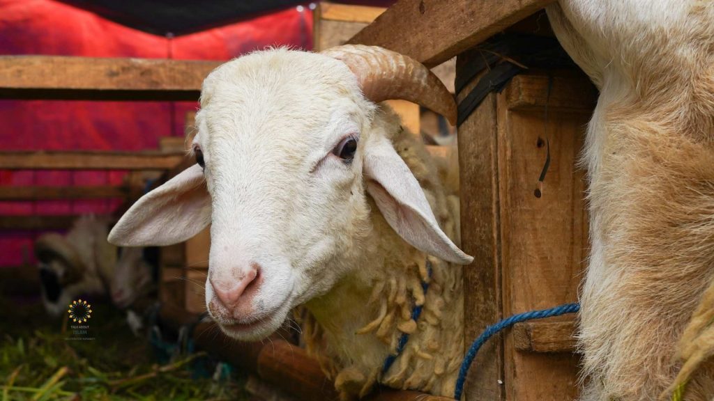 What-Islam-Says-About-the-Rights-of-Animals-Mercy-Beyond-Human-Beings