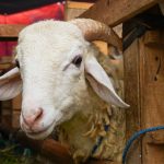 What-Islam-Says-About-the-Rights-of-Animals-Mercy-Beyond-Human-Beings