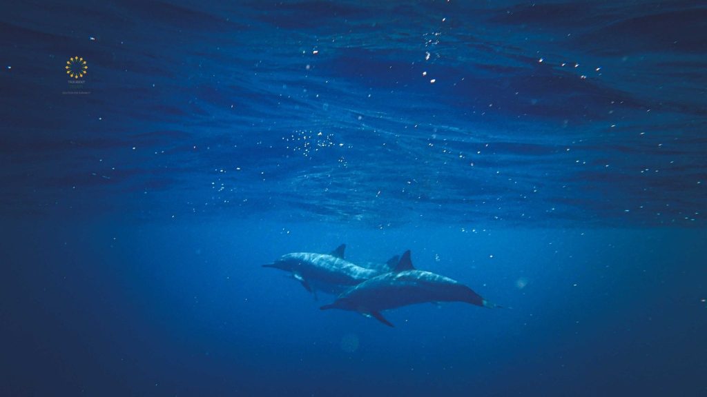 Prophet-Yunus-in-the-Whale-and-the-Dua-That-Reaches-Allah-in-Darkness