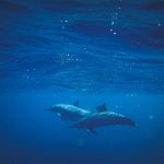 Prophet-Yunus-in-the-Whale-and-the-Dua-That-Reaches-Allah-in-Darkness